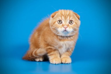 İskoç fold stenografi kedi