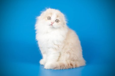 İskoç fold stenografi kedi