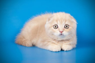 İskoç fold stenografi kedi