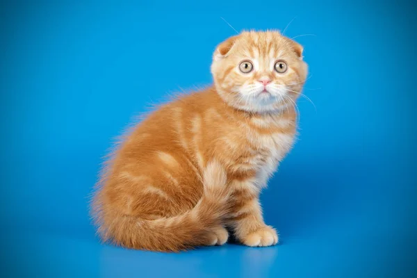 Escocês Dobra Taquigrafia Gatinho — Fotografia de Stock