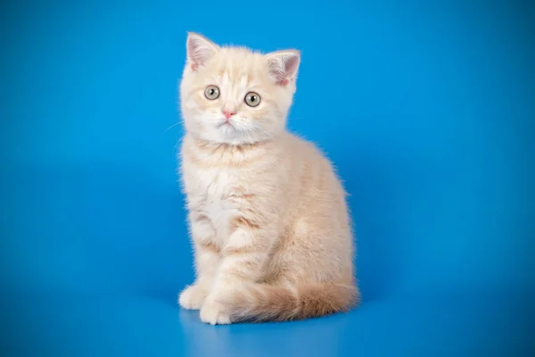 스코틀랜드 쇼트헤어 고양이 — 스톡 사진