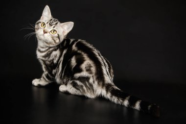 Renkli arka plan üzerinde Amerikalı stenografi kedi