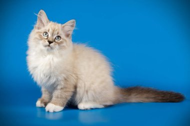 Neva maskeli kedinin fotoğraf stüdyosu