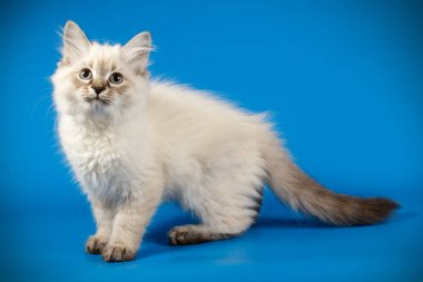 Neva maskeli kedinin fotoğraf stüdyosu