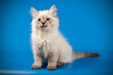 Neva maskeli kedinin fotoğraf stüdyosu