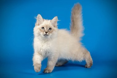 Neva maskeli kedinin fotoğraf stüdyosu