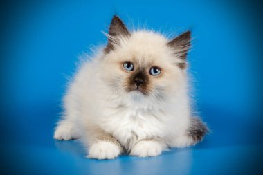 Neva maskeli kedinin fotoğraf stüdyosu