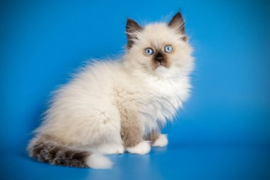 Neva maskeli kedinin fotoğraf stüdyosu