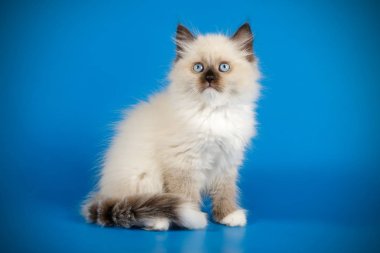 Neva maskeli kedinin fotoğraf stüdyosu