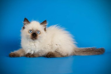 Neva maskeli kedinin fotoğraf stüdyosu