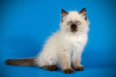 Neva maskeli kedinin fotoğraf stüdyosu