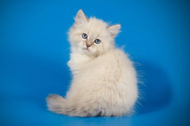 Neva maskeli kedinin fotoğraf stüdyosu