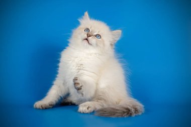 Neva maskeli kedinin fotoğraf stüdyosu