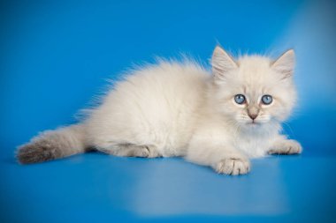 Neva maskeli kedinin fotoğraf stüdyosu