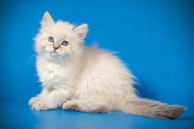 Neva maskeli kedinin fotoğraf stüdyosu