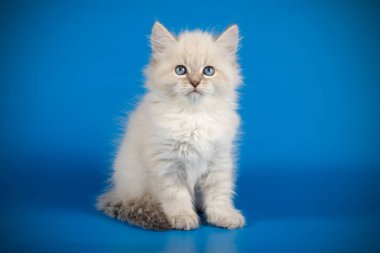 Neva maskeli kedinin fotoğraf stüdyosu