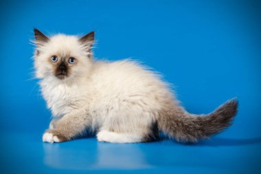 Neva maskeli kedinin fotoğraf stüdyosu