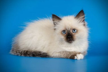 Neva maskeli kedinin fotoğraf stüdyosu