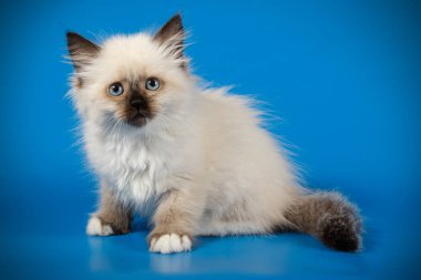 Neva maskeli kedinin fotoğraf stüdyosu