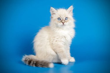 Neva maskeli kedinin fotoğraf stüdyosu