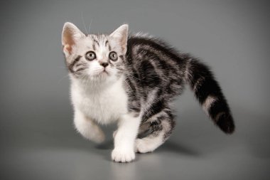 Renkli arka plan üzerinde Amerikalı stenografi kedi