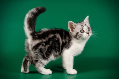 Renkli arka plan üzerinde Amerikalı stenografi kedi