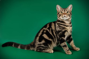 Renkli arka plan üzerinde Amerikalı stenografi kedi