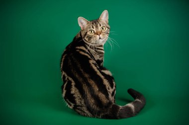 Renkli arka plan üzerinde Amerikalı stenografi kedi