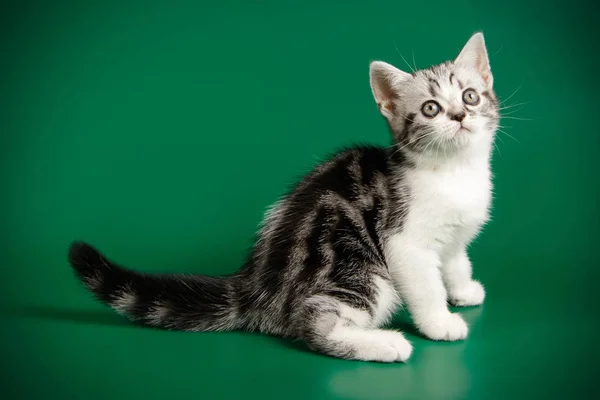 배경에서 Shorthair 고양이 — 스톡 사진