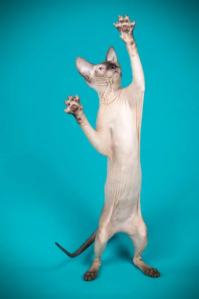 Studioaufnahme Der Katze Der Don Sphinx Auf Farbigem Hintergrund — Stockfoto