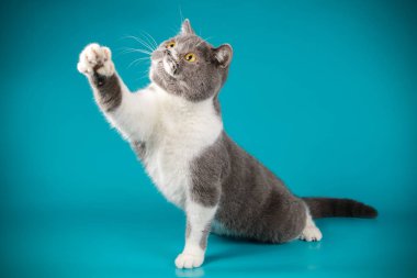 Fotoğraf renkli arka plan üzerinde İngiliz bir kedi