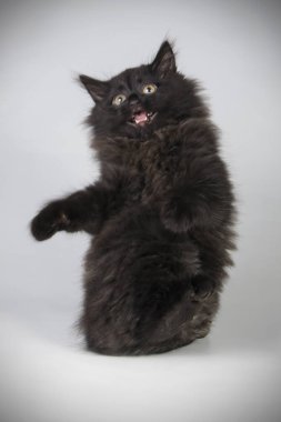 renkli arka plan üzerinde bir Kurilian Bobtail kedi fotoğraf stüdyosu