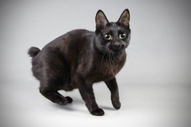 renkli arka plan üzerinde bir Kurilian Bobtail kedi fotoğraf stüdyosu