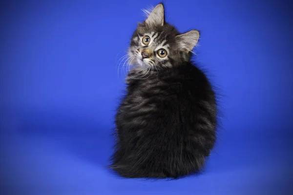 クリルアイランドボブテイル猫色の背景上のスタジオ撮影 — ストック写真