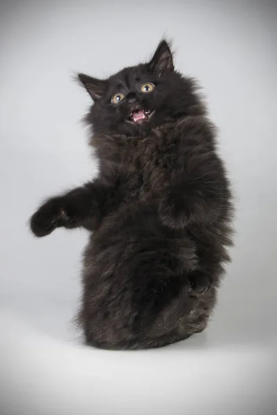 Studioaufnahme Einer Kurilen Bobtail Katze Auf Farbigem Hintergrund — Stockfoto