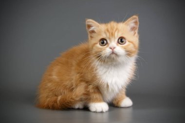 stüdyo fotoğrafçılığı renkli arka plan üzerinde bir İskoç düz stenografi kedi