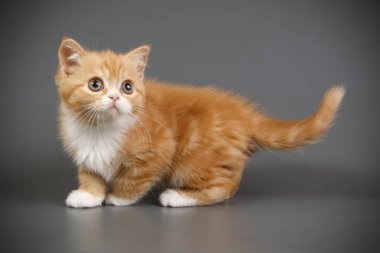 stüdyo fotoğrafçılığı renkli arka plan üzerinde bir İskoç düz stenografi kedi