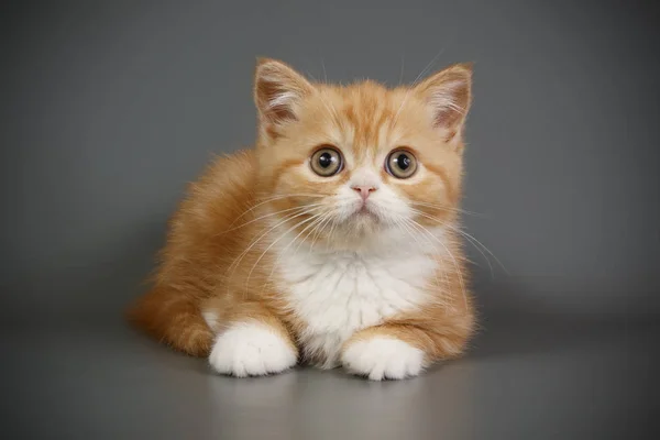 Studio Photography Scottish Straight Shorthair Cat Colored Backgrounds — Stock Photo, Image
