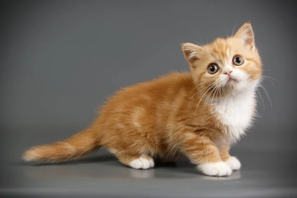 Studio Photography Scottish Straight Shorthair Cat Colored Backgrounds — Stock Photo, Image