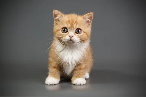 Studioaufnahmen Einer Schottischen Kurzhaarkatze Auf Farbigem Hintergrund — Stockfoto