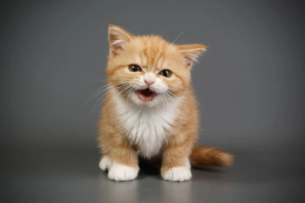 stüdyo fotoğrafçılığı renkli arka plan üzerinde bir İskoç düz stenografi kedi