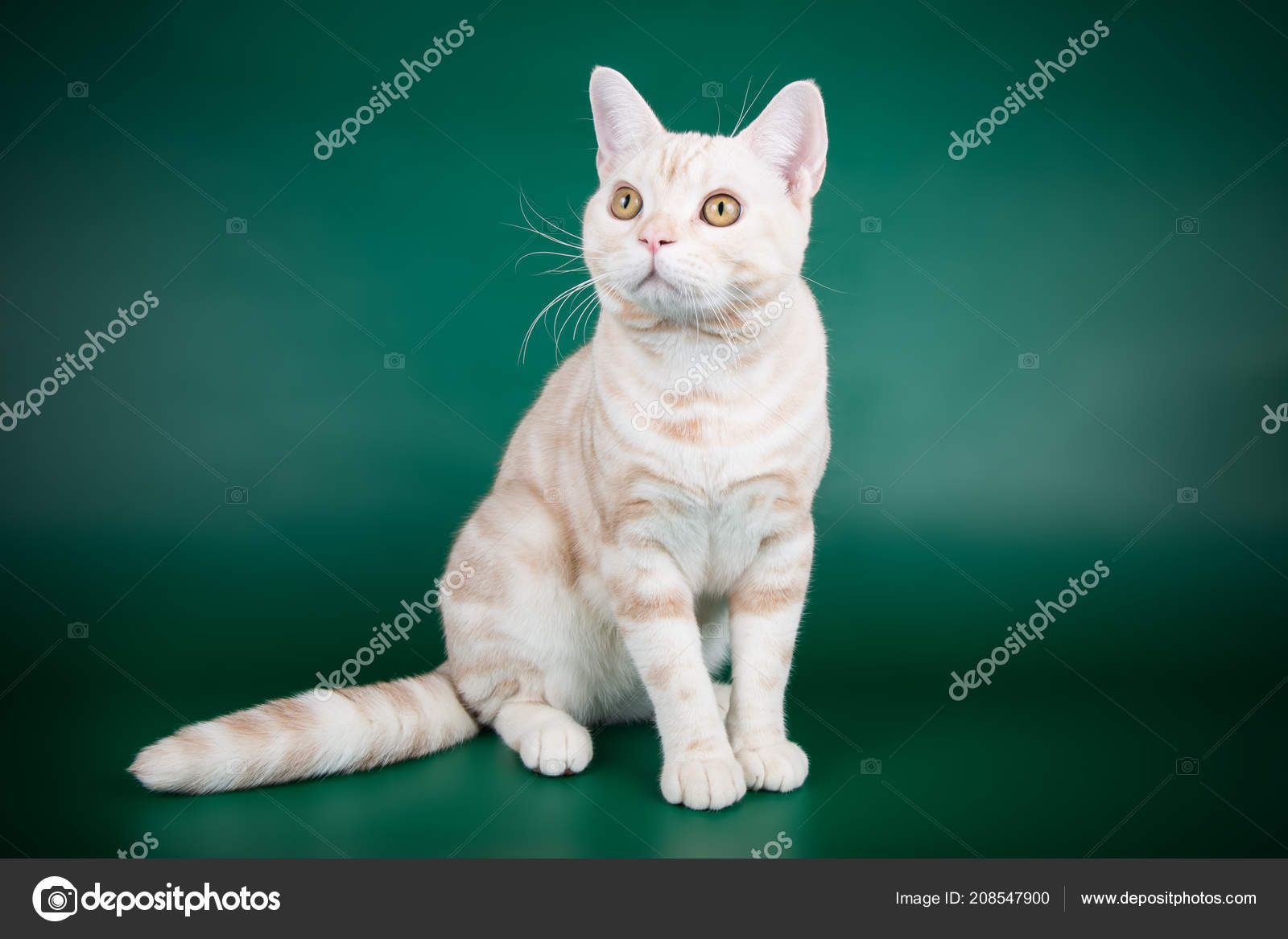 Photographie Studio Chat Americain Poil Court Sur Fond Colore Image Libre De Droit Par Alex Vol C