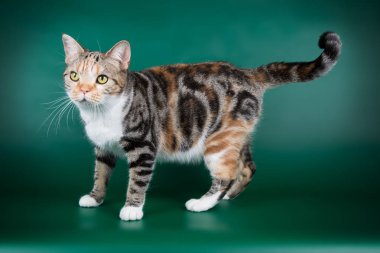 stüdyo fotoğrafçılığı renkli arka plan üzerinde bir Amerikalı stenografi kedi