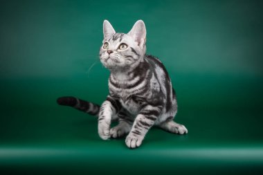 stüdyo fotoğrafçılığı renkli arka plan üzerinde bir Amerikalı stenografi kedi