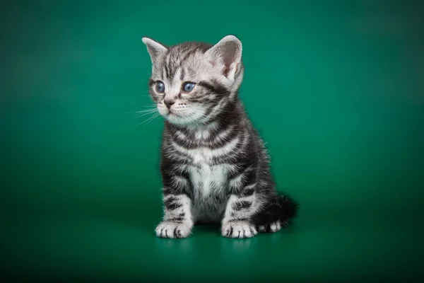 Studio Photography American Shorthair Cat Colored Backgrounds — Stock Photo, Image