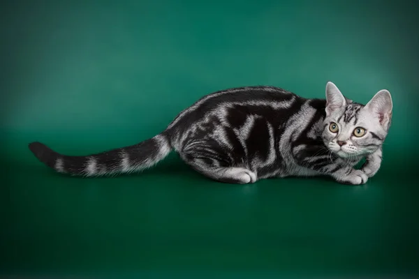 Studio Fotografico Gatto Americano Stenografia Sfondi Colorati — Foto Stock