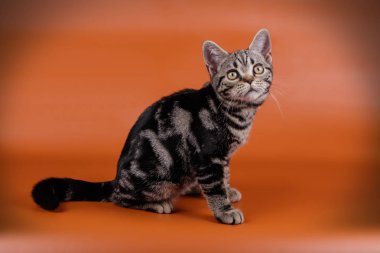 stüdyo fotoğrafçılığı renkli arka plan üzerinde bir Amerikalı stenografi kedi