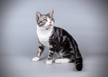 stüdyo fotoğrafçılığı renkli arka plan üzerinde bir Amerikalı stenografi kedi