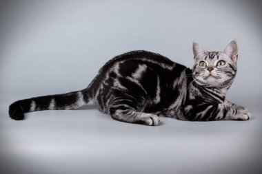 stüdyo fotoğrafçılığı renkli arka plan üzerinde bir Amerikalı stenografi kedi