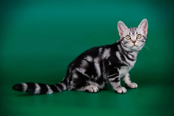 Studiofotografering American Shorthair Katt Färgad Bakgrund — Stockfoto